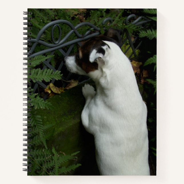 Capo von Oppenheim Jack Russell Terrier, Dog Notebook (Front)