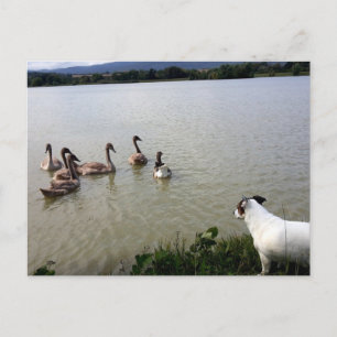 Capo von Oppenheim, Jack Russell Terrier Dog Postcard