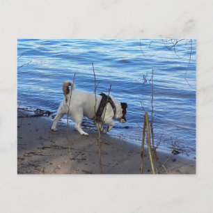 Capo von Oppenheim, Jack Russell Terrier Dog Postcard