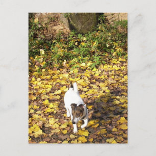 Capo von Oppenheim, Jack Russell Terrier Dog Postcard