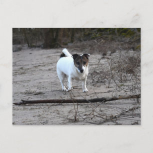 Capo von Oppenheim, Jack Russell Terrier Dog Postcard