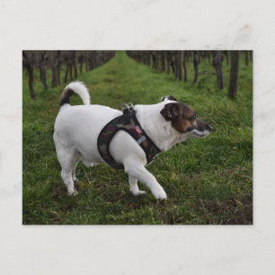 Capo von Oppenheim, Jack Russell Terrier Dog Postcard