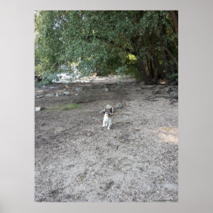 Capo von Oppenheim, Jack Russell Terrier dog Poster