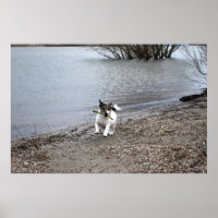 Capo von Oppenheim, Jack Russell Terrier dog