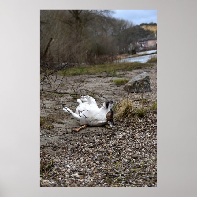 Capo von Oppenheim, Jack Russell Terrier dog Poster (Front)