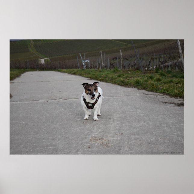 Capo von Oppenheim, Jack Russell Terrier dog Poster (Front)