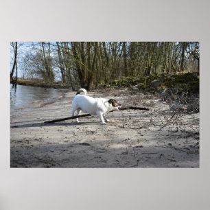Capo von Oppenheim, Jack Russell Terrier Dog Poster