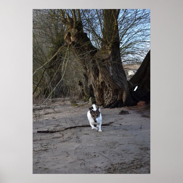 Capo von Oppenheim, Jack Russell Terrier Dog Poster (Front)