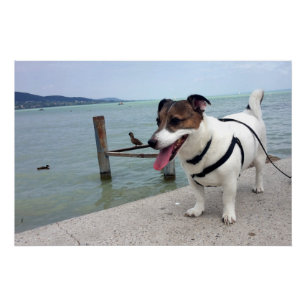Capo von Oppenheim, Jack Russell Terrier Dog Poster