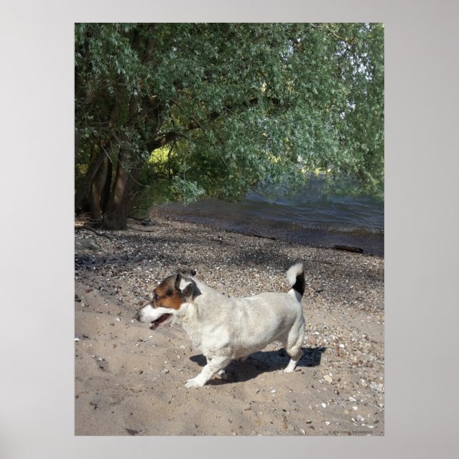 Capo von Oppenheim, Jack Russell Terrier dog Poster (Front)