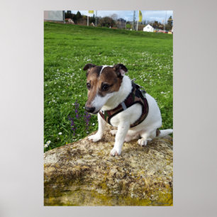 Capo von Oppenheim, Jack Russell Terrier dog Poster
