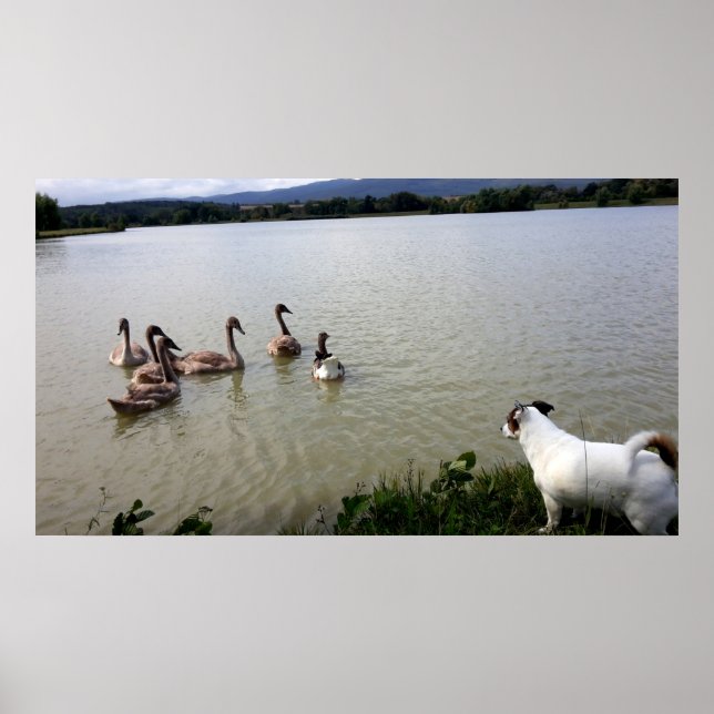 Capo von Oppenheim, Jack Russell Terrier Dog Poster (Front)