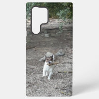 Capo von Oppenheim, Jack Russell Terrier Dog
