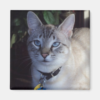 Cappuccino the cat magnet