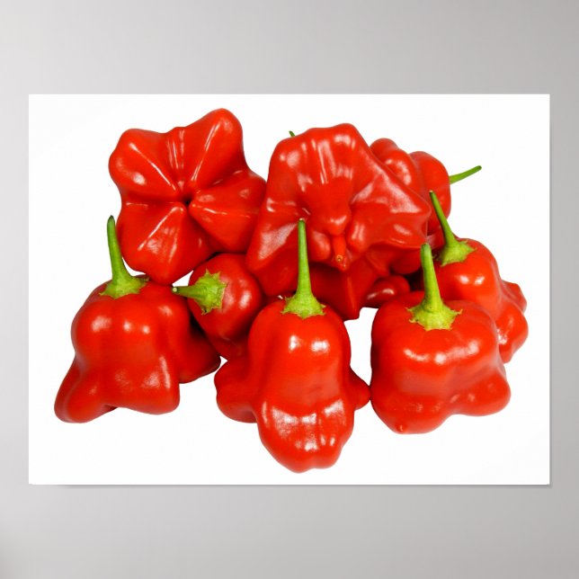 Capsicum Chinense Chilli Poster (Front)