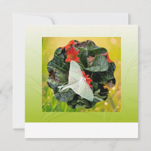 Captivating Luna Moth       