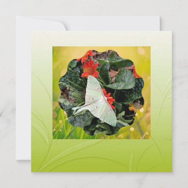 Captivating Luna Moth      Flat Card (Front)
