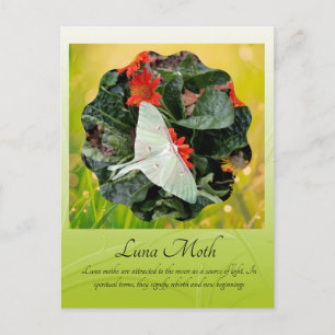 Captivating Luna Moth        Postcard