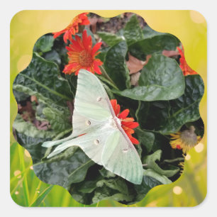 Captivating Luna Moth Square Sticker