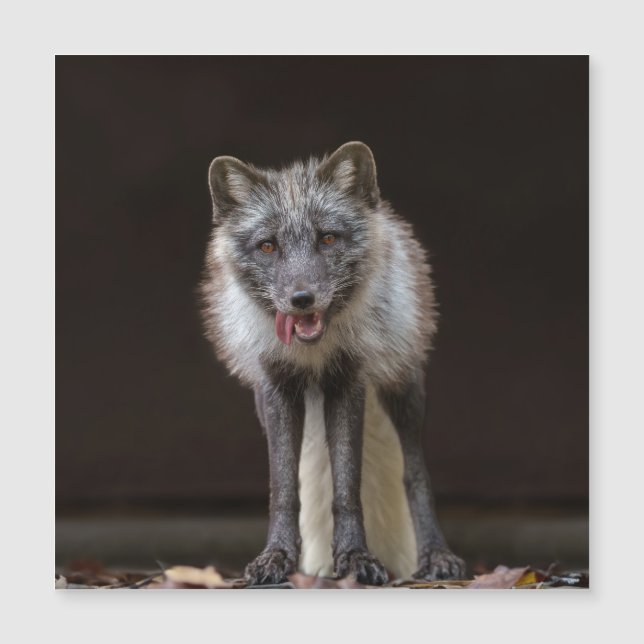  Captivating Silver Fox (Front)