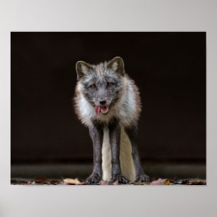 Captivating Silver Fox Poster