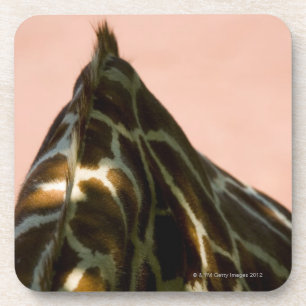 Captive animal coaster