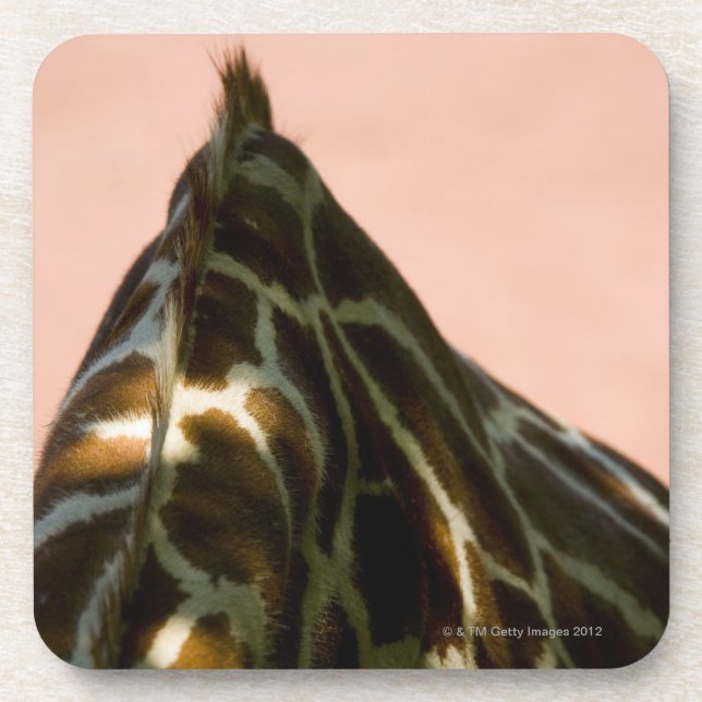 Captive animal coaster (Front)