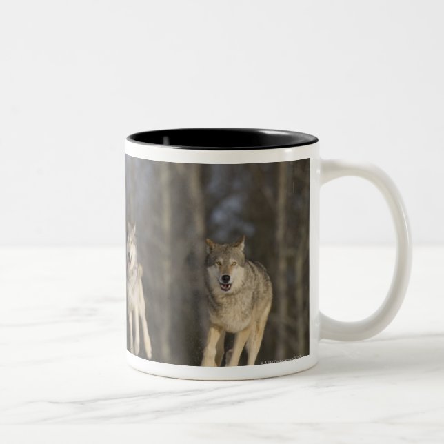 Captive, Duluth, Minnesota, USA 2 Two-Tone Coffee Mug (Right)