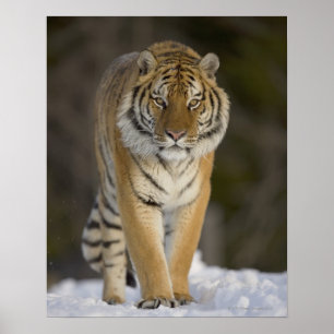 Captive, Duluth, Minnesota, USA Poster