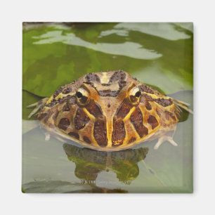 Captive, Nebraska, USA Magnet