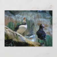 Captive Puffins/Nesting, Haystack Rock Postcard