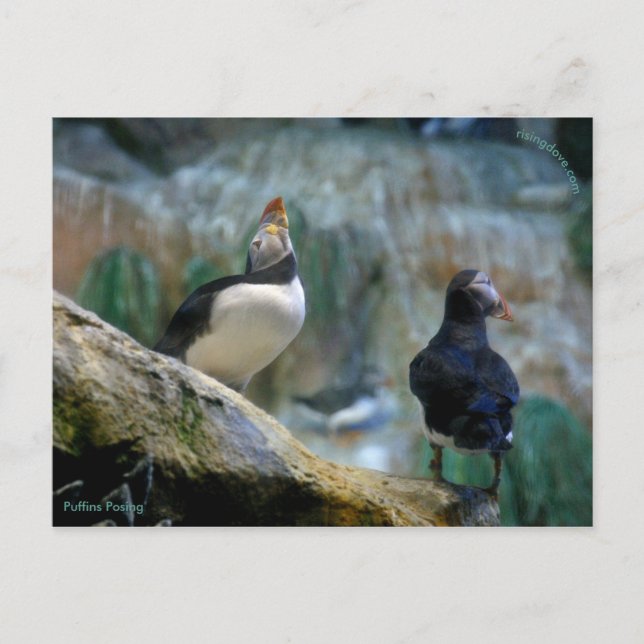 Captive Puffins/Nesting, Haystack Rock Postcard (Front)