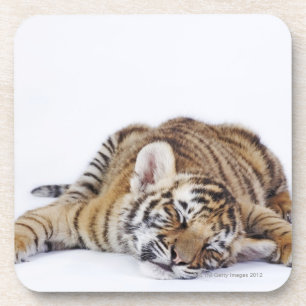 Captive, South Africa 3 Coaster