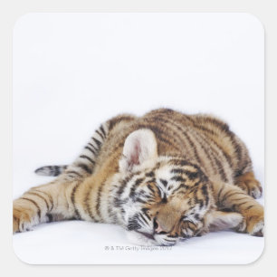 Captive, South Africa 3 Square Sticker