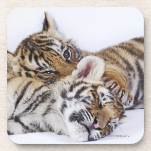 Captive, South Africa 4 Coaster