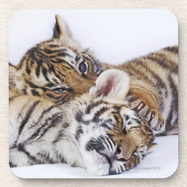 Captive, South Africa 4 Coaster (Front)