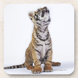 Captive, South Africa Coaster