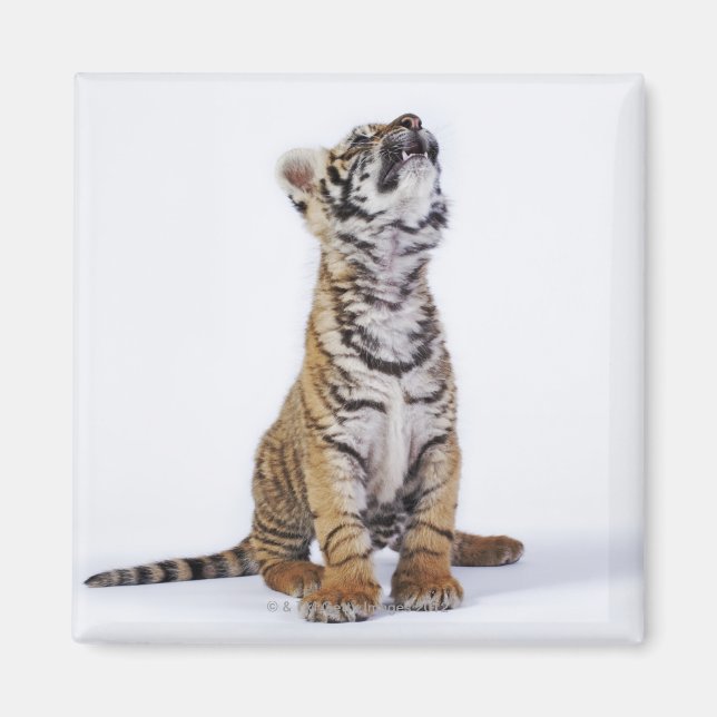 Captive, South Africa Magnet (Front)