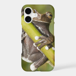 Captive Tapichalaca Tree Frog Hyloscirtus