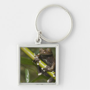 Captive Tapichalaca Tree Frog Hyloscirtus 2 Key Ring