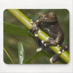 Captive Tapichalaca Tree Frog Hyloscirtus 2 Mouse Pad