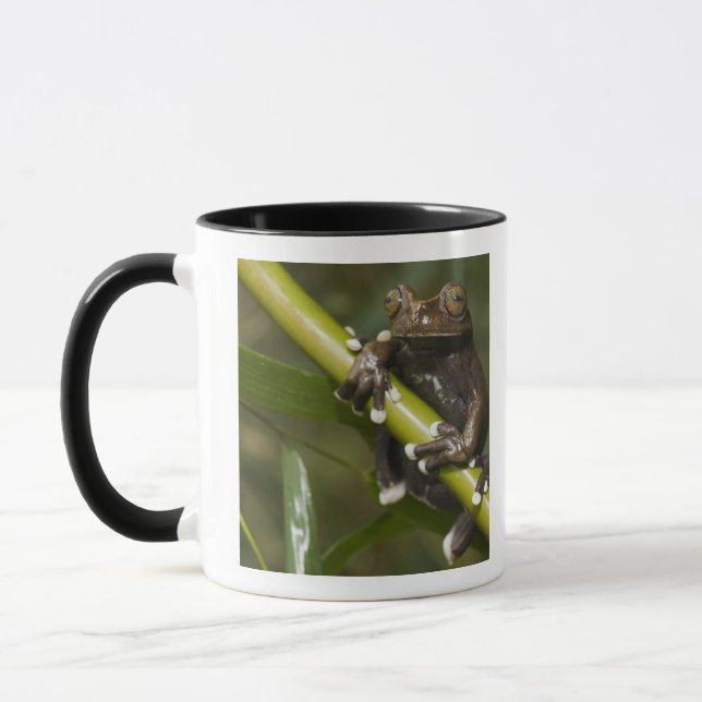 Captive Tapichalaca Tree Frog Hyloscirtus 2 Mug (Left)