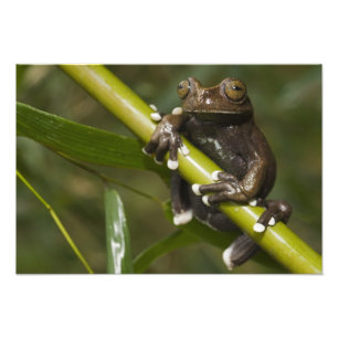Captive Tapichalaca Tree Frog Hyloscirtus 2 Photo Print