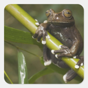 Captive Tapichalaca Tree Frog Hyloscirtus 2 Square Sticker