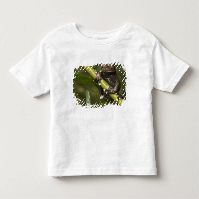 Captive Tapichalaca Tree Frog Hyloscirtus 2 Toddler T-Shirt (Front)