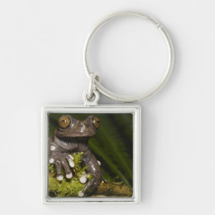 Captive Tapichalaca Tree Frog Hyloscirtus 3 Key Ring