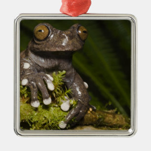 Captive Tapichalaca Tree Frog Hyloscirtus 3 Metal Tree Decoration