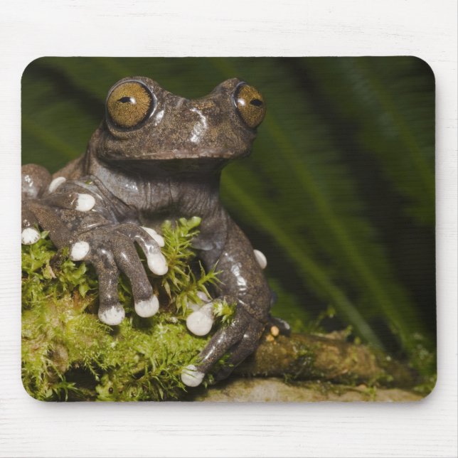 Captive Tapichalaca Tree Frog Hyloscirtus 3 Mouse Pad (Front)