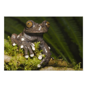 Captive Tapichalaca Tree Frog Hyloscirtus 3 Photo Print