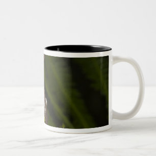 Captive Tapichalaca Tree Frog Hyloscirtus 3 Two-Tone Coffee Mug